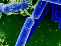 Bacillus subtilis bakterija 