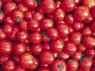 Nokstantys pomidorai gamins elektros kilovatus