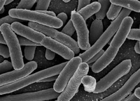 Bakterijos gali atlikti skaičiavimus