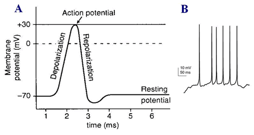 Nervinės informacijos vienetas – veiksmo potencialas („spike“), trunkantis kelias milisekundes. (B) Tipinis neurono aktyvumo įrašas. 