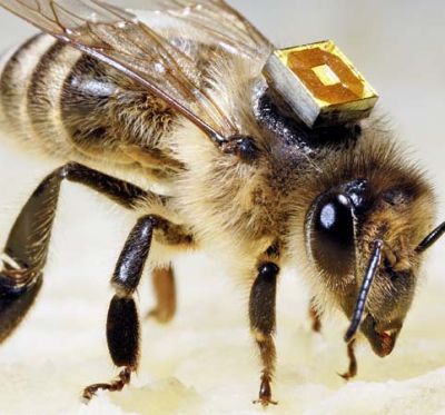 RFID mikroschemos padės įminti bičių nykimo paslaptį