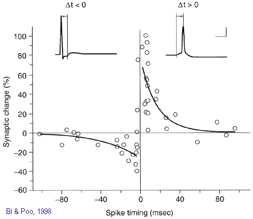 2 pav. „Spike timing dependent plasticity“: jei pirmasis neuronas atlieka veiksmo potencialą prieš pat antrąjį – jungtis „1–>2“ sustiprėja, o jei pirmojo neurono veiksmo potencialas įvyksta po antrojo –  jungtis „1–>2“ susilpnėja.