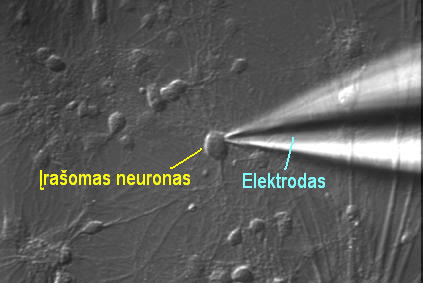 1 pav. Smegenų išpjova ir joje esančio neurono įrašymas taikant „patch clamp“ metodą.