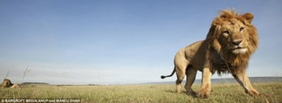 Laukinei gamtai fotografuoti - dramblių išmatose paslėptas fotoaparatas