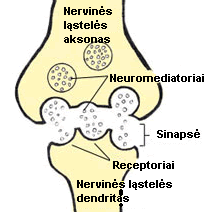 Smegenyse esantys neuromediatoriai perduoda elektrinius signalus iš vienos nervinės lastelės (neurono) kitai.