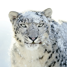 „Apple“ pripažino naujos operacinės sistemos „Snow Leopard“ defektą