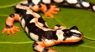 Salamandra