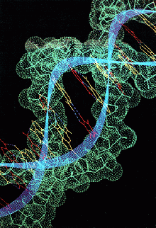 DNR molekulės fragmentas