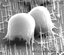 Pelės ląstelių skersmuo šioje skanuojančiu elektronų mikroskopu gautoje nuotraukoje siekia maždaug 10 mikronų