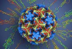 Peršalimo simptomus sukeliančio žmogaus rinoviruso (HRV) struktūra
