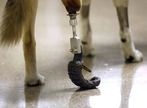 Pirmoji galūnės protezo oseointegracijos operacija atlikta vokiečių aviganių veislės šuniui