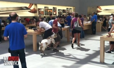 „Apple“ darbuotojų kantrybės išbandymas: ožka parduotuvėje „Apple“ darbuotojų kantrybės išbandymas: ožka parduotuvėje