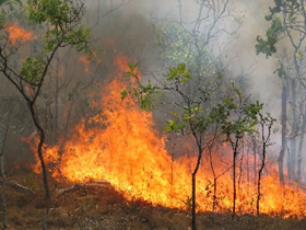 Miško gaisrams stebėti – nauja sistema