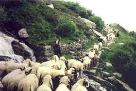 SMS siunčiančios avys – grėsmė vilkams