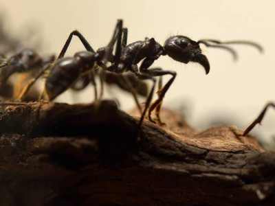 800 skruzdžių jau kosmose! Jų misija – protingesni robotai