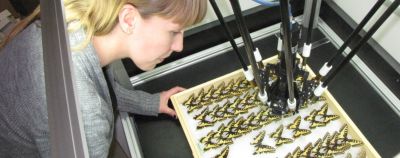 Robotas padės suskaitmeninti drugelių pavyzdžius