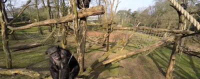 Šimpanzė numušė ją suerzinusį droną