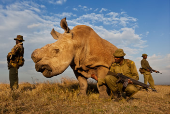 Brent Stirton / „Getty Images“ reportažas