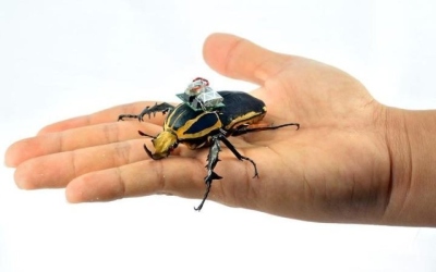 Kovai su teroristais ruošiama vabzdžių kiborgų armija: jie geresni net už „dronus“
