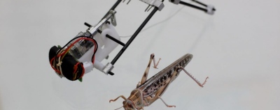 TAUB – miniatiūrinis robotas-skėrys