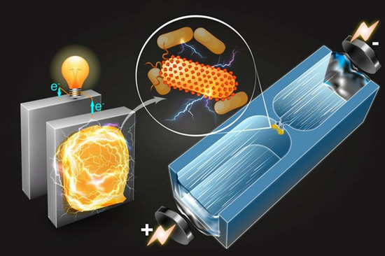 Mikrofluidinė technika greitai surūšiuoja bakterijas, besiremdama jų gebėjimu gaminti elektros energiją / © Qianru Wang/MIT