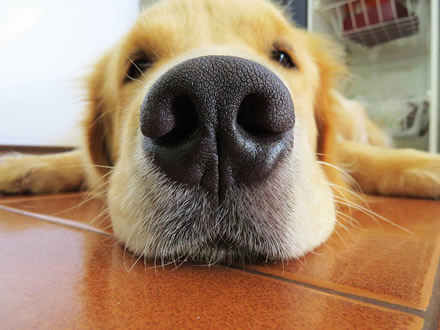 Šunį atpažįsta iš nosies – ji atstoja pirštų atspaudą