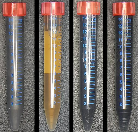 Iš kairės į dešinę: grafitas, grafeno oksidas ir Shewanella bakterijos, šių bakterijų pagamintas grafenas, chemiškai pagamintas grafenas © Rochester'io universitetas