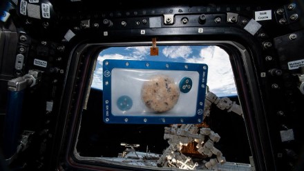 Kosmose iškepti sausainiai / NASA nuotr. Kosmose iškepti sausainiai / NASA nuotr.