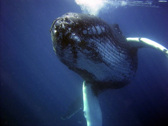 Sugalvota, kaip išnaudoti net 1600 km vandeniu sklindančias banginių dainas