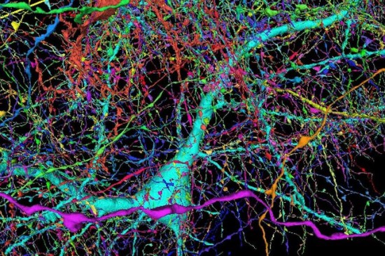 Prie šio vieno neurono jungiasi apie 4000 nervų gijų © „Google“/„Lichtman Laboratory“