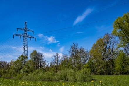 Lietuvoje pakeista tvarka, kokie medžiai bus laikomi pavojingi elektros linijoms