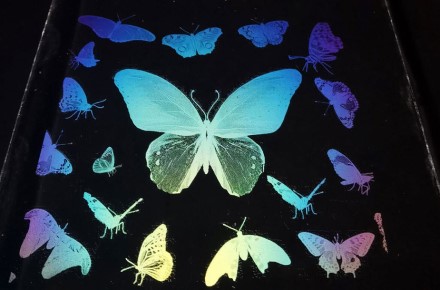 K. LI ET AL/ Science Advances 2021 / Skaidrus rašalas ant skaidraus paviršiaus atspausdinti drugeliai.