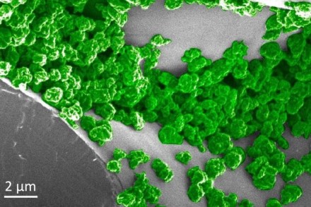 Courtesy of the researchers/MIT/Šviečiančios nanodalelės naudotos augalams