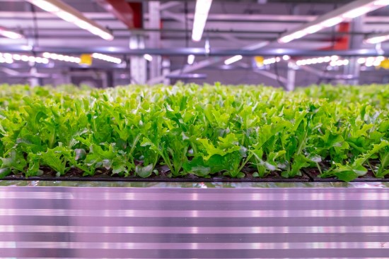 Išmanūs elektros sprendimai leidžia tvariai auginti salotas net ir žiemą