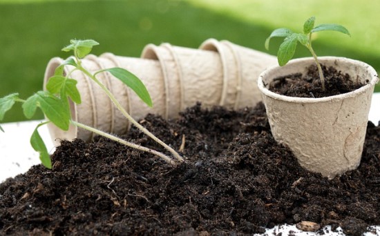 Programėlės sodininkystei: atpažinkite, auginkite ir prižiūrėkite augalus išmaniau