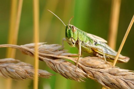 Neįtikėtinas atradimas: skėriai gali užuosti vėžines ląsteles