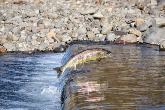 Mokslininkai pasiūlė, kaip sumažinti hidroelektrinių poveikį aplinkai ir padidinti žuvų populiaciją Lietuvos upėse