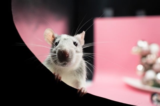 Žiurkių skleidžiamus garsus analizuojantis DI: proga geriau pažinti gyvąją gamtą ar gyvūnų sužmoginimas?