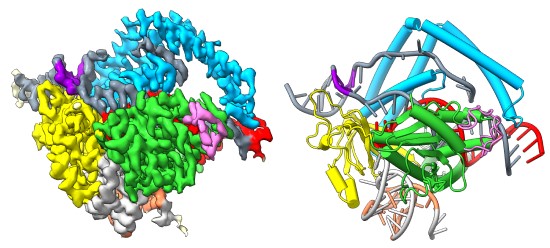 Cas12m baltymo-RNR-DNR komplekso krio-EM žemėlapis ir struktūros modelis. Dr. G. Sasnausko asmenis archyvas