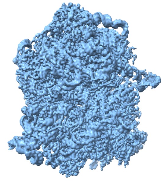 Bakterinės ribosomos krio-EM žemėlapis. Dr. G. Sasnausko asmenis archyvas