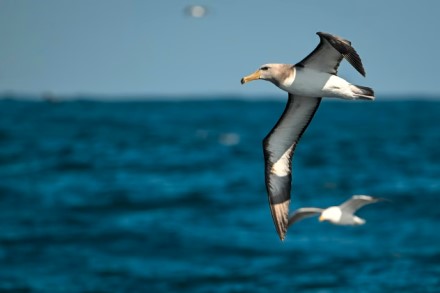 Karinė technika kuriama pagal paukščius: sužinokite, kas bendra tarp albatrosų ir karo technologijų Karinė technika kuriama pagal paukščius: sužinokite, kas bendra tarp albatrosų ir karo technologijų
