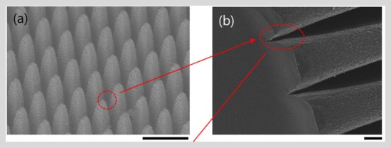SEM mikroskopo vaizdas SEM mikroskopo vaizdas