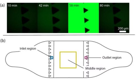 Revoliucija mokslininkų laboratorijose: naujas lustas gali kardinaliai pakeisti šiandienos mediciną Revoliucija mokslininkų laboratorijose: naujas lustas gali kardinaliai pakeisti šiandienos mediciną