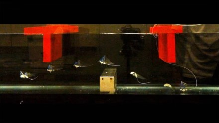 Naujas robotas verčia pamiršti baterijas: nereikia jokių laidų ir veikia tarsi gyvas organizmas